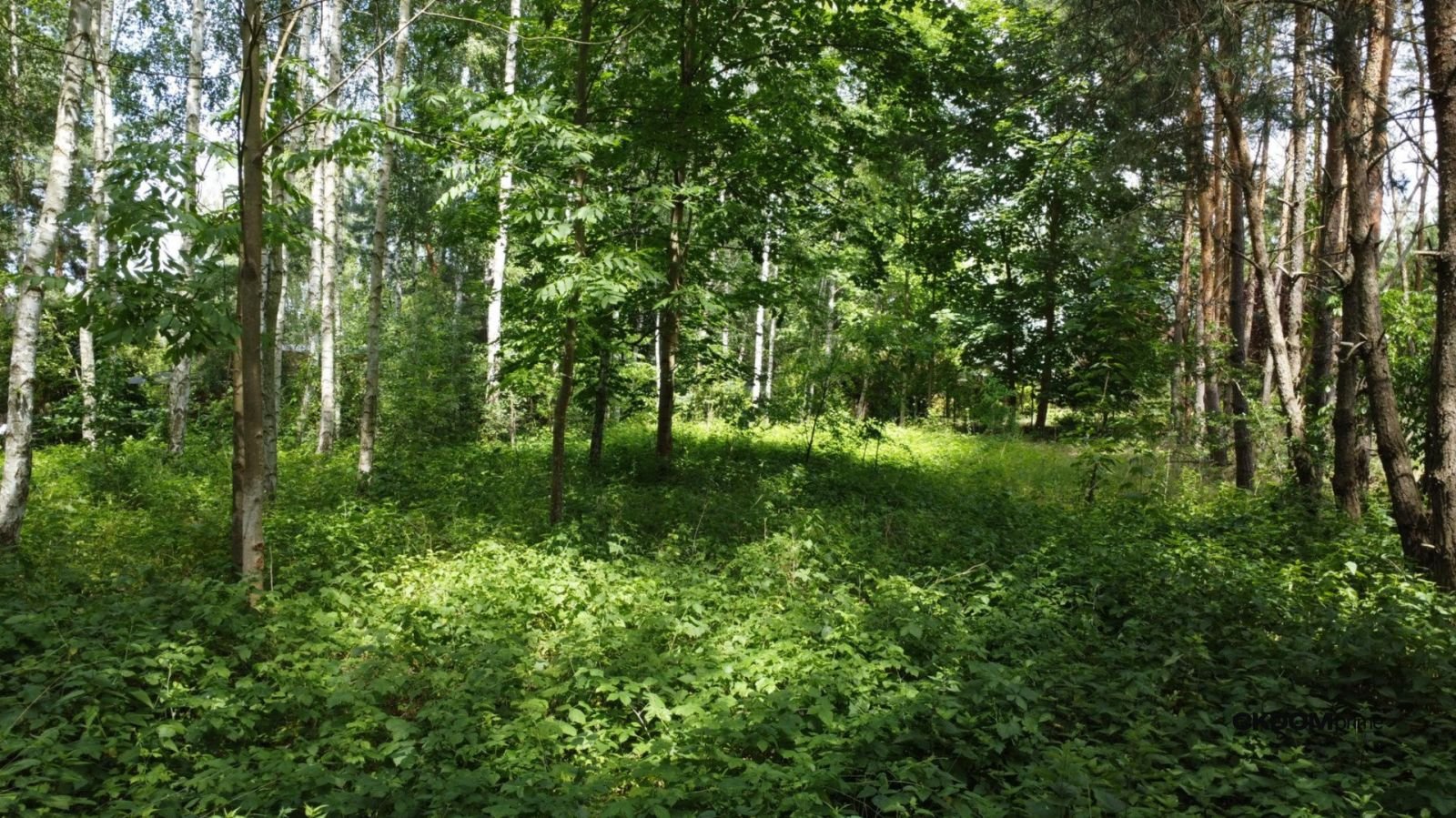 Działka z lasem na Wyłączność / Blisko aglomeracji-10 min od Domaniowa