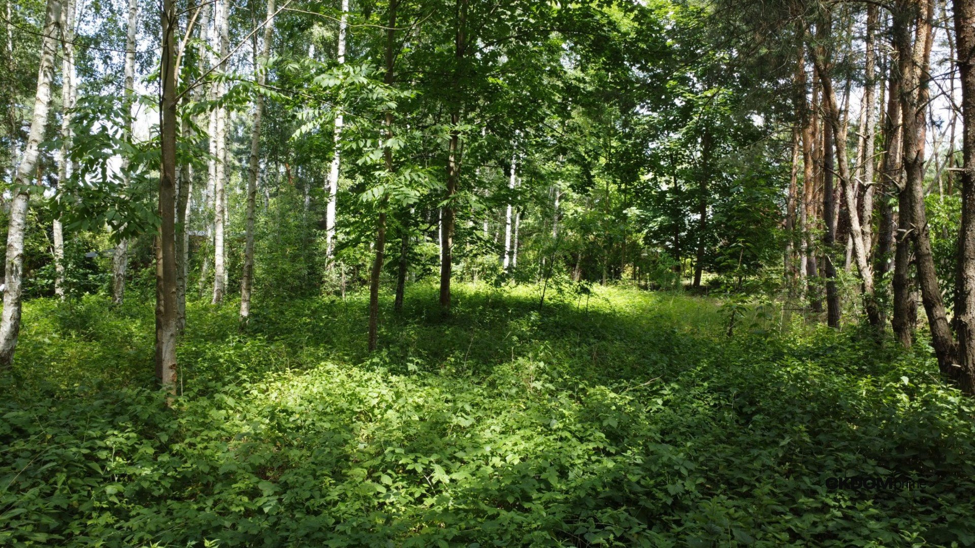 Działka z lasem na Wyłączność / Blisko aglomeracji-10 min od Domaniowa