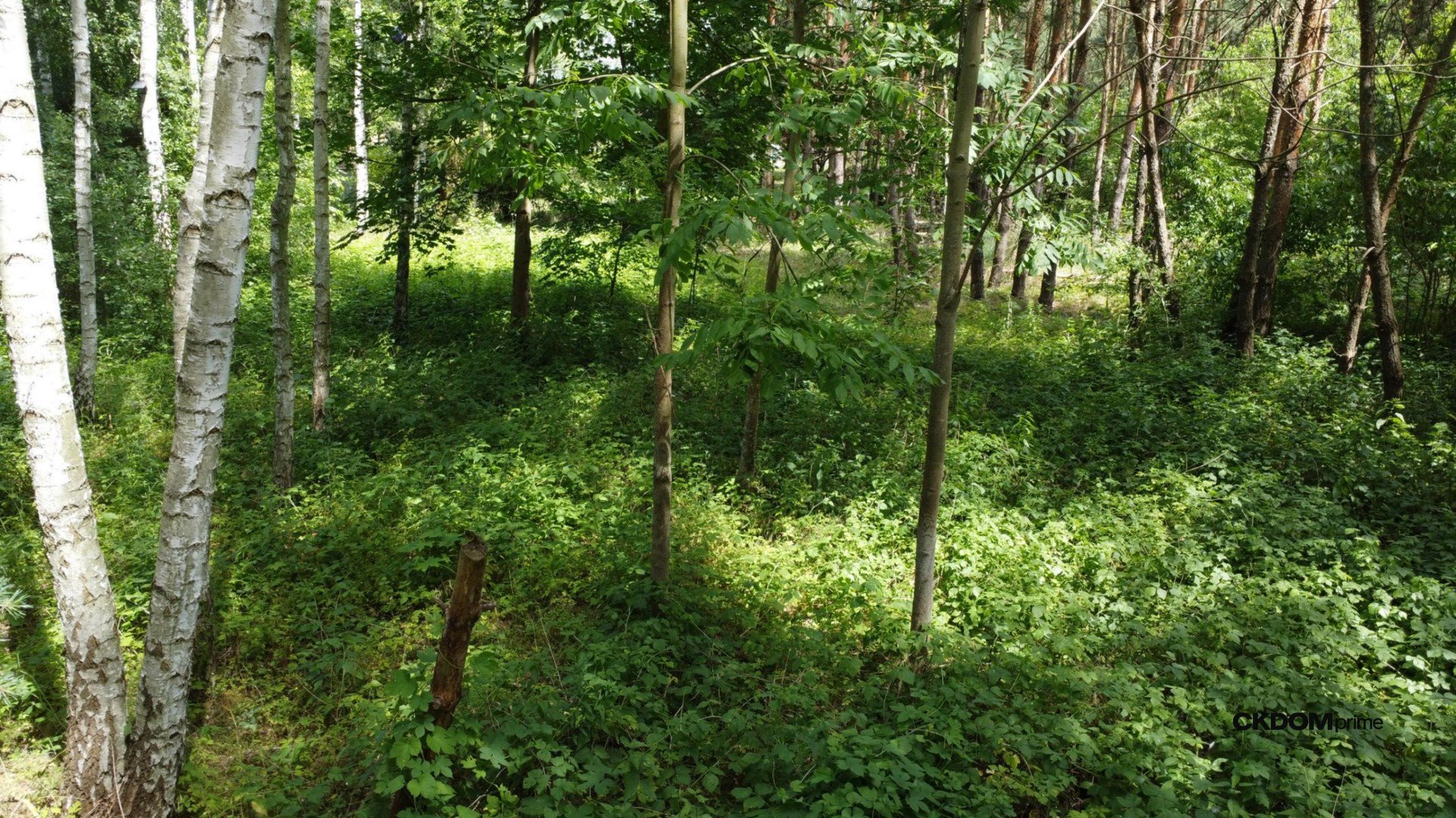 Działka z lasem na Wyłączność / Blisko aglomeracji-10 min od Domaniowa