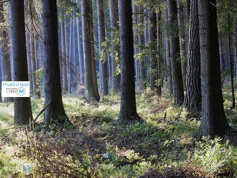 Na sprzedaż las o powierzchni 43,1ha gm.Chmielnik