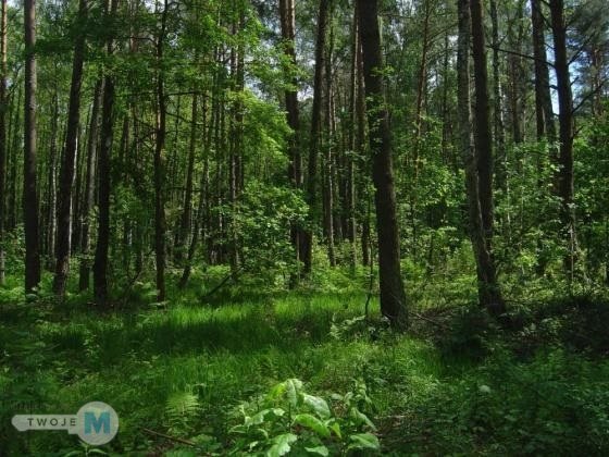 Na sprzedaż las o powierzchni 43,1ha gm.Chmielnik