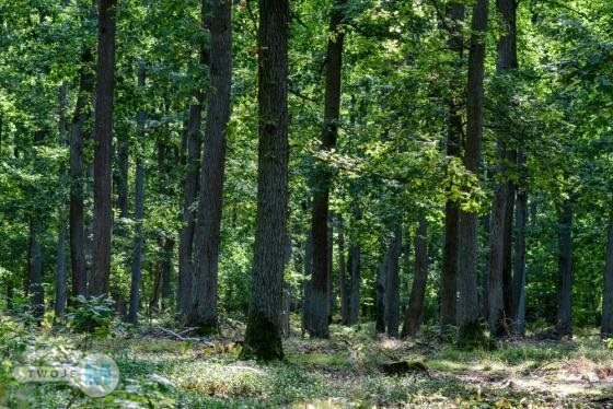 Na sprzedaż las o powierzchni 43,1ha gm.Chmielnik