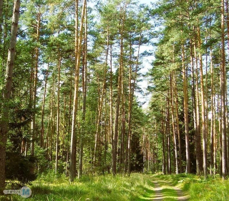 Na sprzedaż las o powierzchni 43,1ha gm.Chmielnik